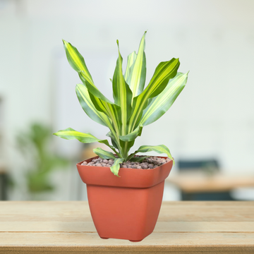 Square terracotta pot for small plants
